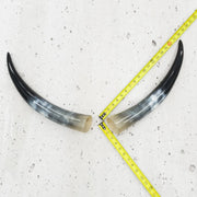 13" - 17" Pairs, Color Mix, Polished Cow Horns, 2 | The Leather Guy