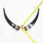 13" - 17" Pairs, Color Mix, Polished Cow Horns, 4 | The Leather Guy