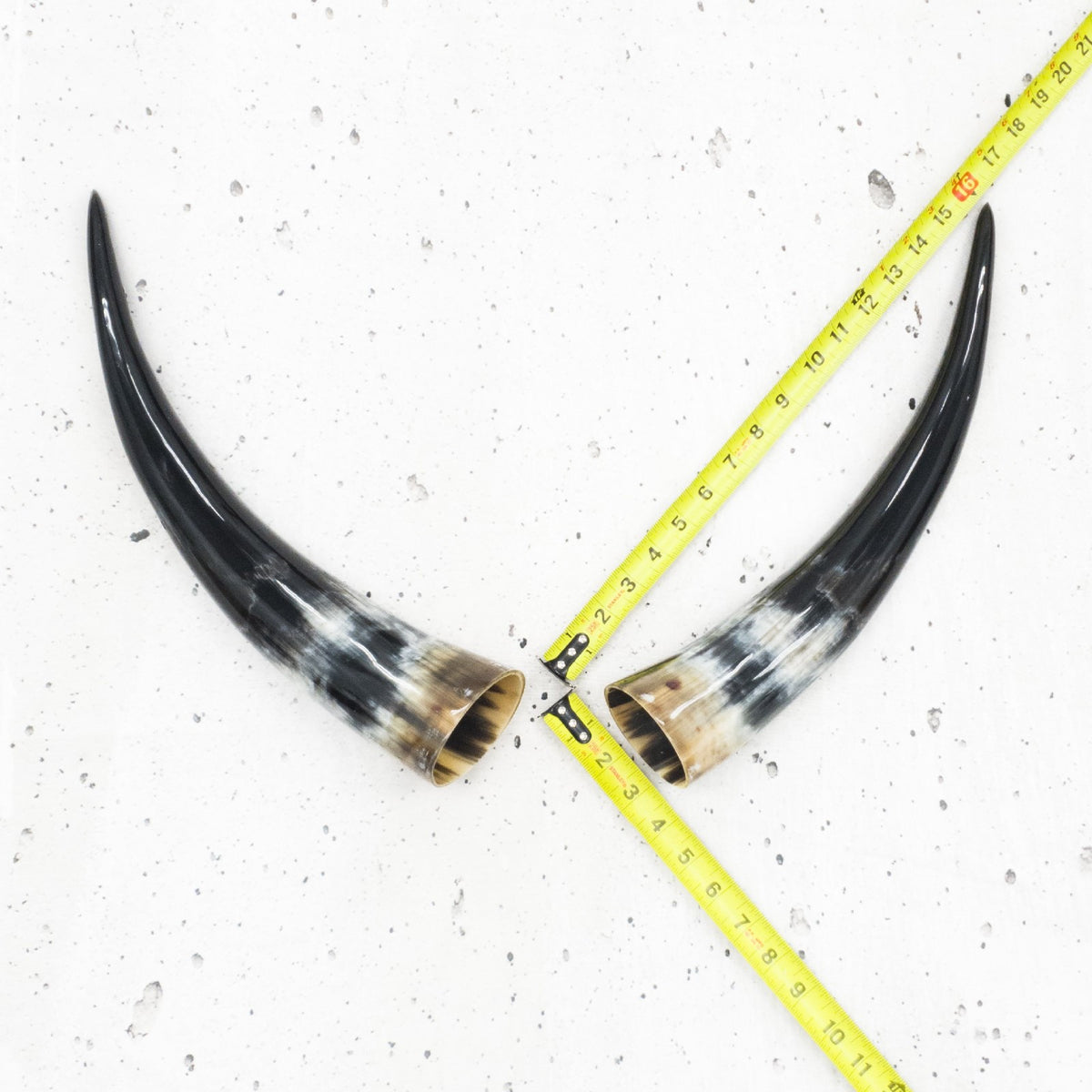 13" - 17" Pairs, Color Mix, Polished Cow Horns, 4 | The Leather Guy