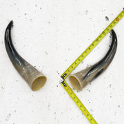 13" - 17" Pairs, Color Mix, Polished Cow Horns, 5 | The Leather Guy