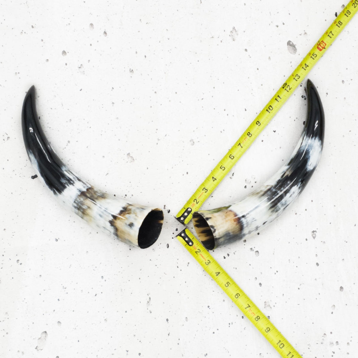 13" - 17" Pairs, Color Mix, Polished Cow Horns, 6 | The Leather Guy