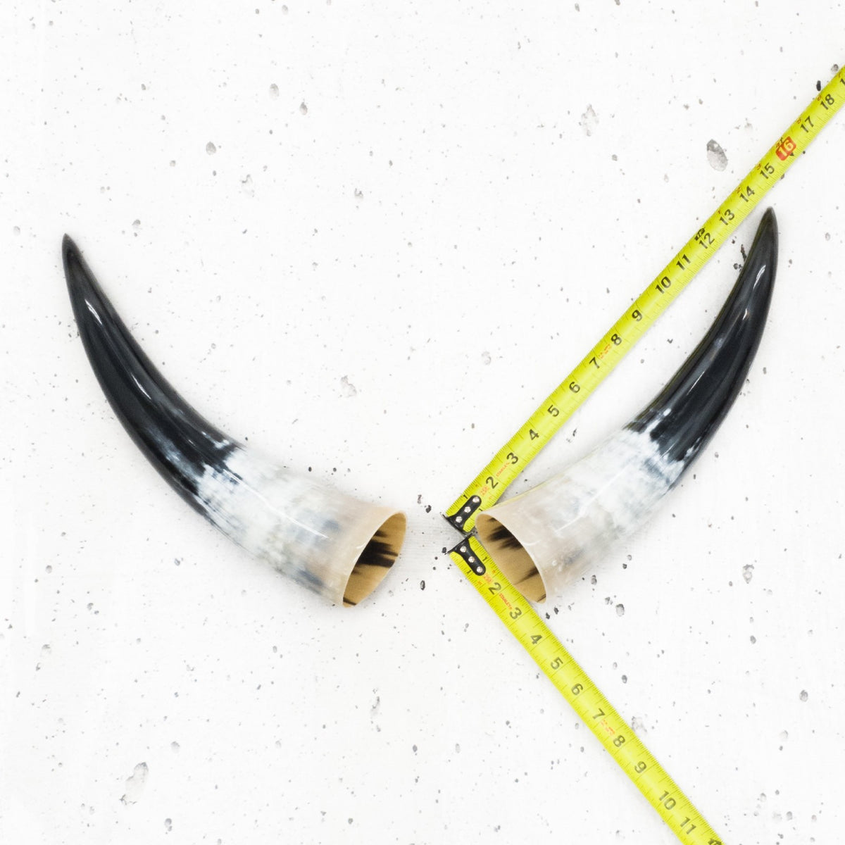 13" - 17" Pairs, Color Mix, Polished Cow Horns, 7 | The Leather Guy