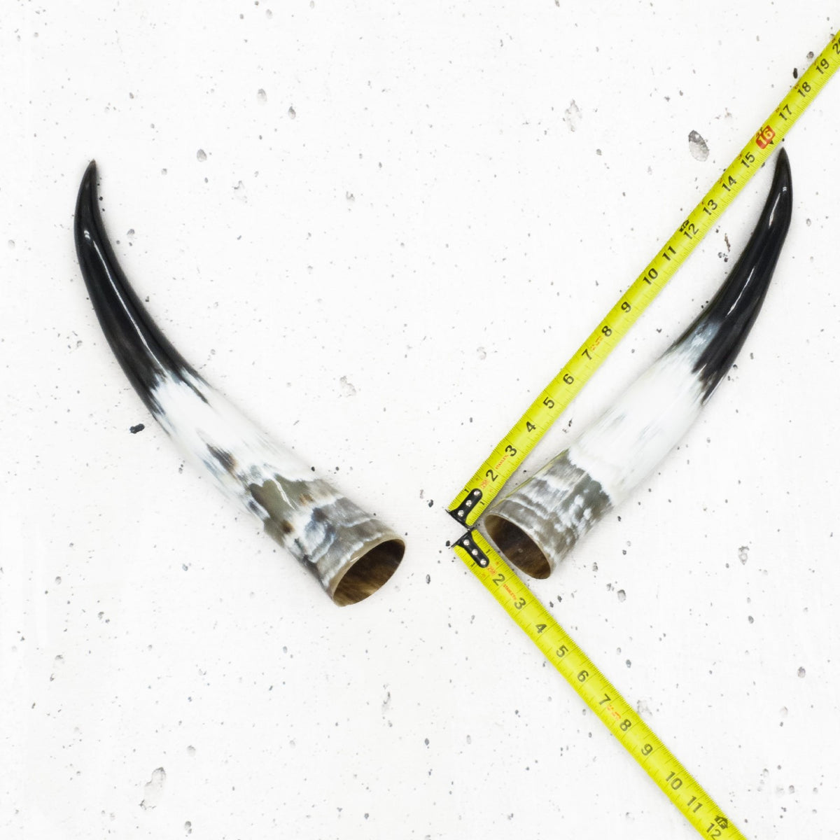 13" - 17" Pairs, Color Mix, Polished Cow Horns, 8 | The Leather Guy