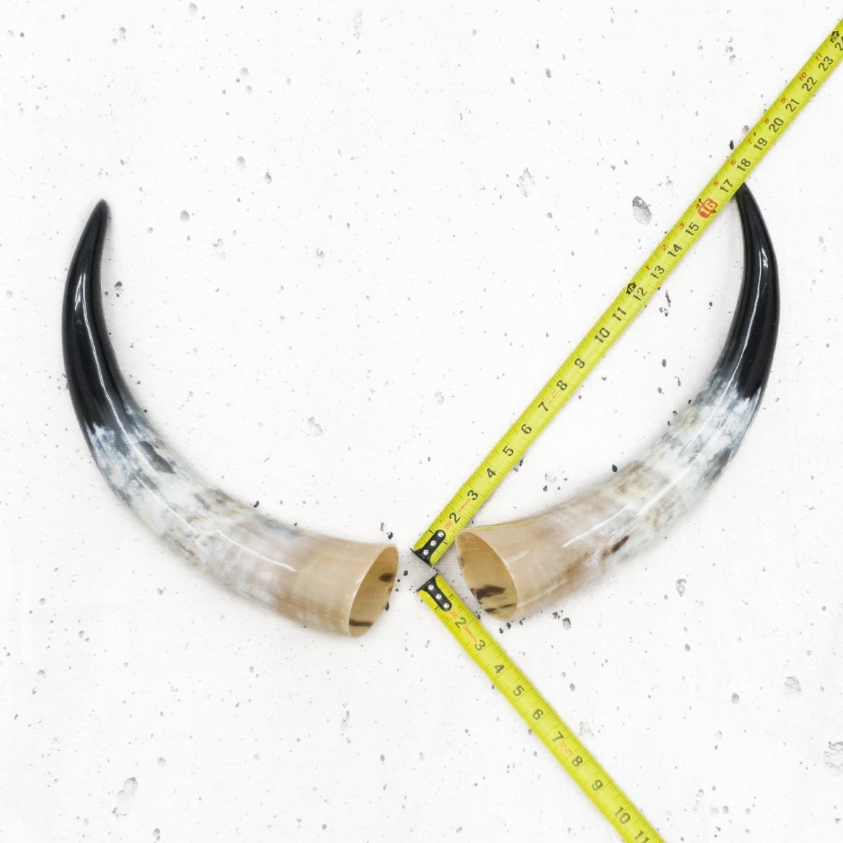 13" - 17" Pairs, Color Mix, Polished Cow Horns, 9 | The Leather Guy