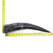 13" - 17" Single Polished Cow Horns, 12 (15") | The Leather Guy