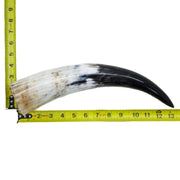 13" - 17" Single Polished Cow Horns, 17 (13") | The Leather Guy