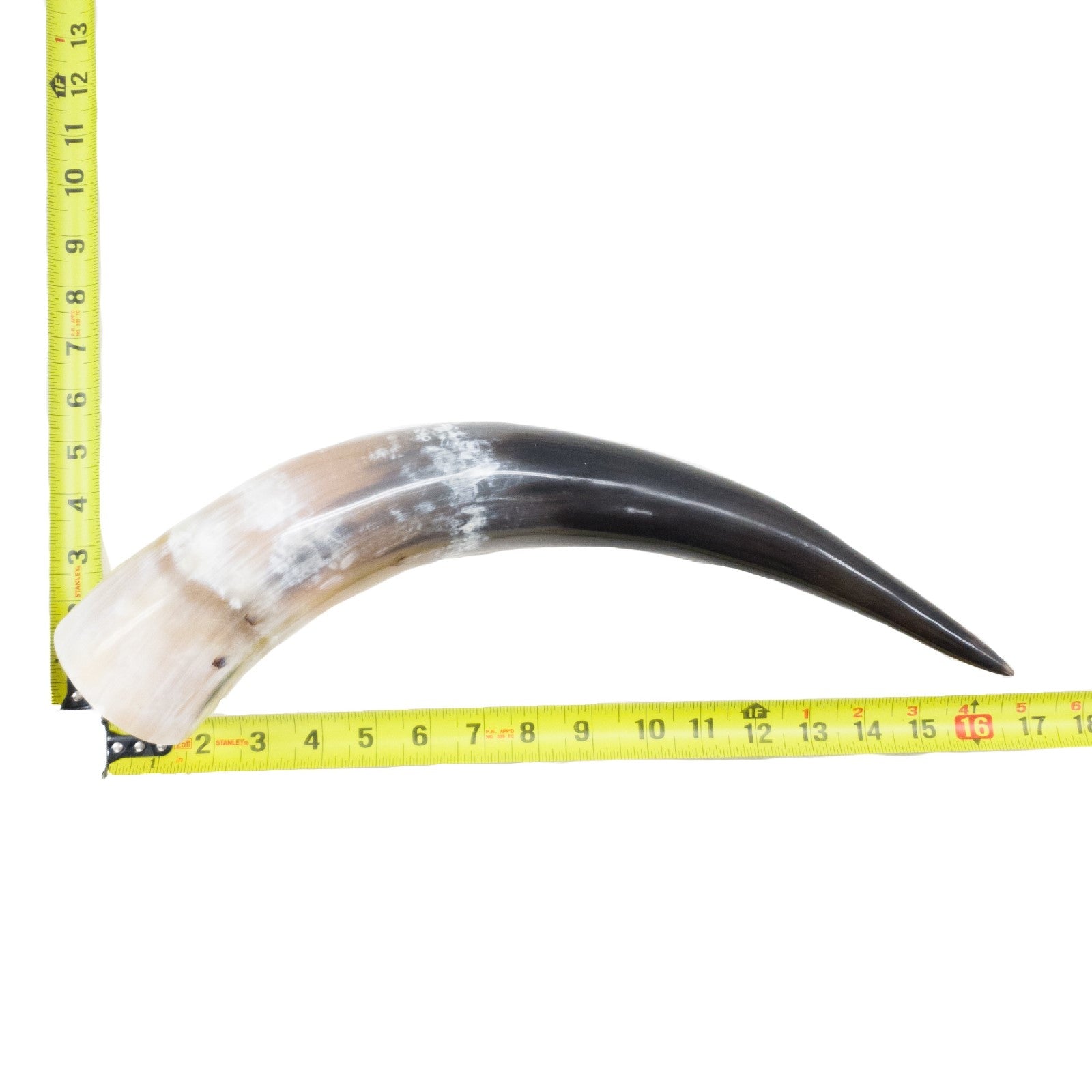 13" - 17" Single Polished Cow Horns, 19 (17") | The Leather Guy