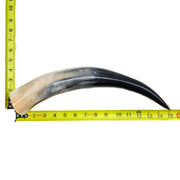 13" - 17" Single Polished Cow Horns, 25 (17") | The Leather Guy