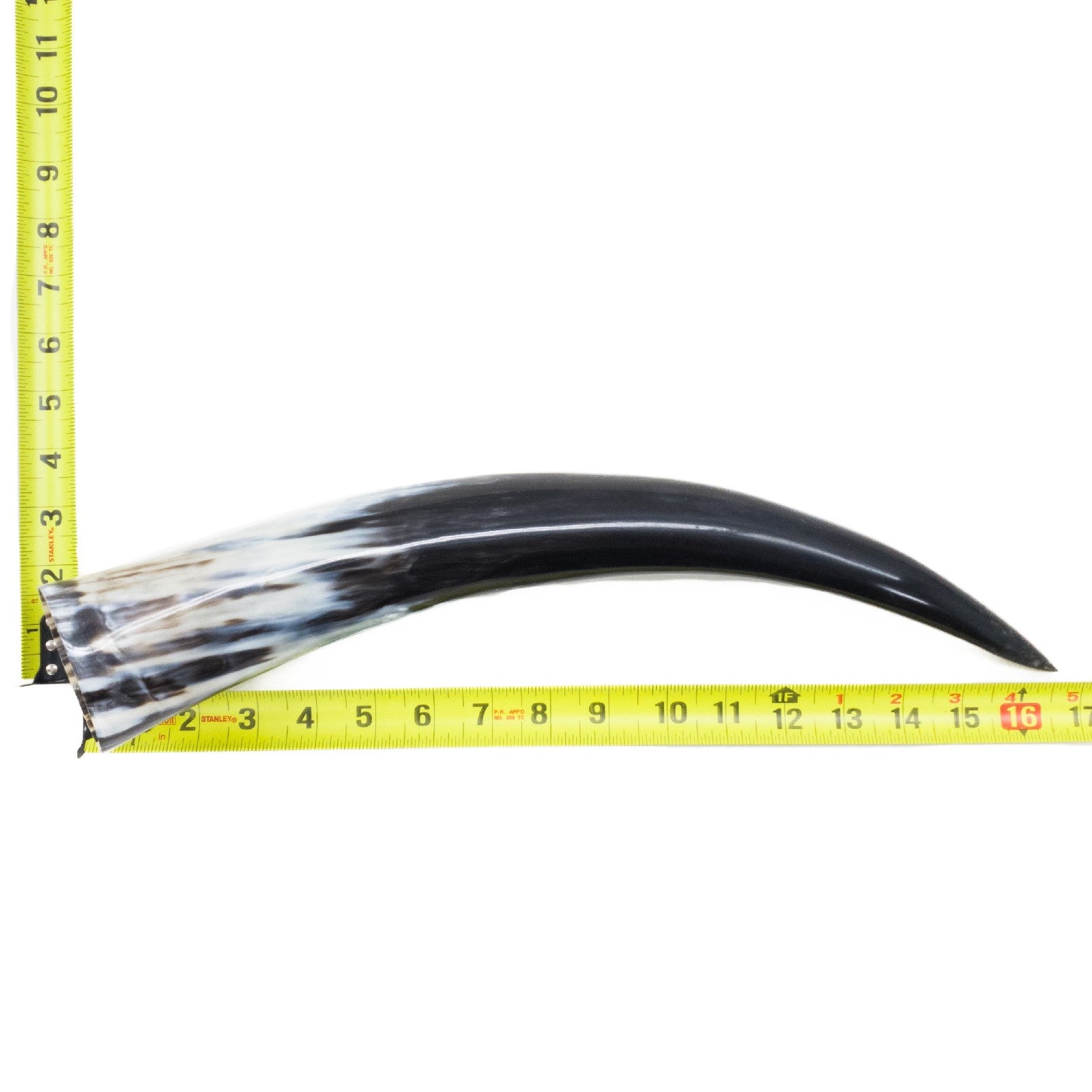 13" - 17" Single Polished Cow Horns, 29 (16") | The Leather Guy