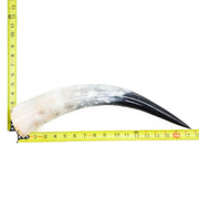 13" - 17" Single Polished Cow Horns, 5 (14") | The Leather Guy