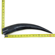 13" - 17" Single Polished Cow Horns, 7 (17") | The Leather Guy