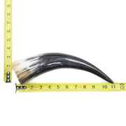 10" - 12" Single Polished Cow Horns, 14 (11") | The Leather Guy