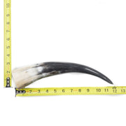 10" - 12" Single Polished Cow Horns, 15 (12") | The Leather Guy
