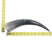 10" - 12" Single Polished Cow Horns, 16 (12") | The Leather Guy