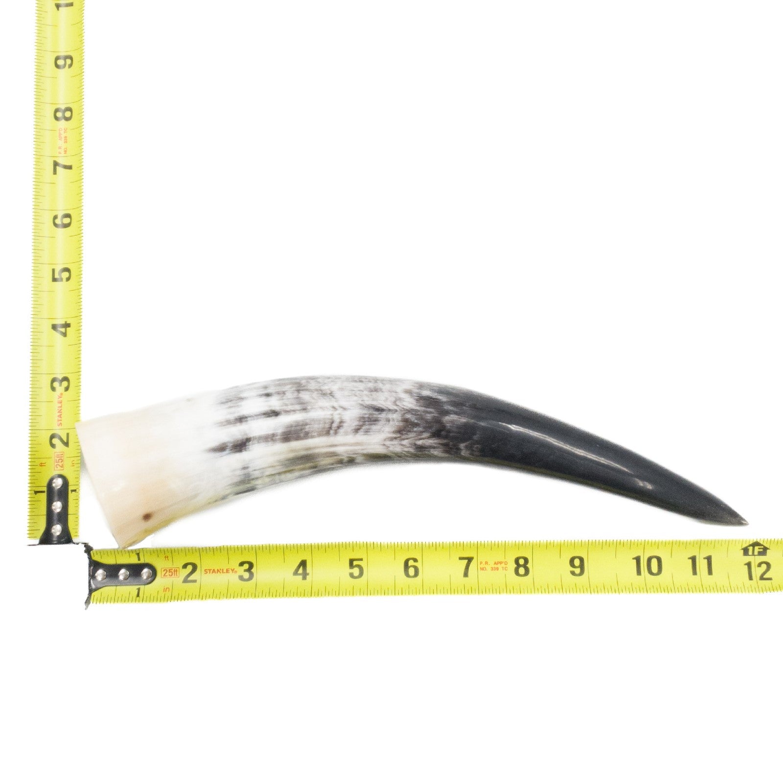 10" - 12" Single Polished Cow Horns, 1 (12") | The Leather Guy
