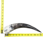 10" - 12" Single Polished Cow Horns, 22 (12") | The Leather Guy