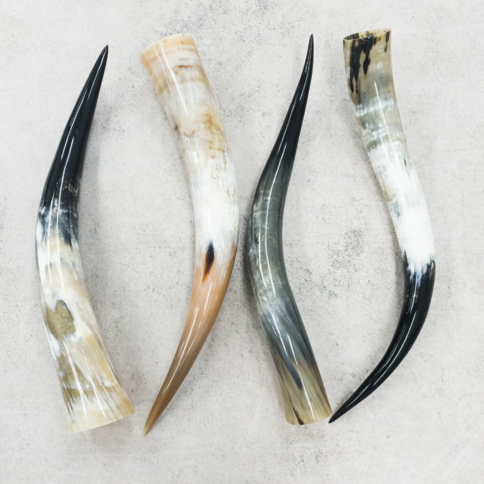 24" - 30" Single Polished Cow Horns,  | The Leather Guy