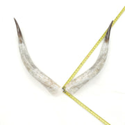 31–35" Taupe & Gray Polished Cow Horn Pairs – Choose Your Exact Pair, 1 | The Leather Guy