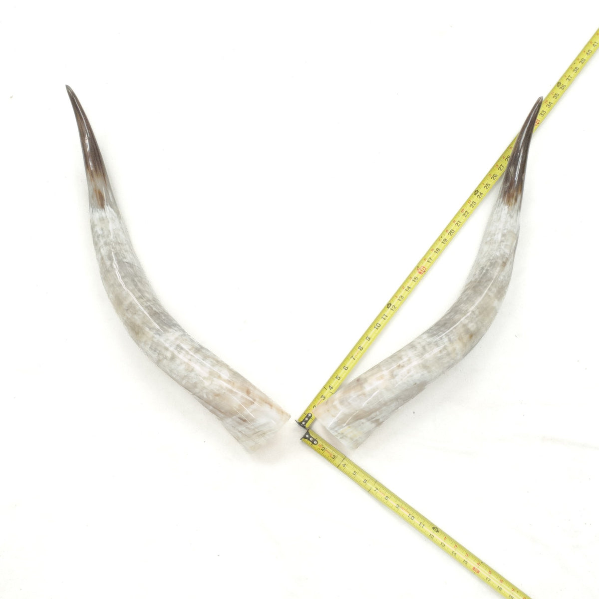 31–35" Taupe & Gray Polished Cow Horn Pairs – Choose Your Exact Pair, 1 | The Leather Guy