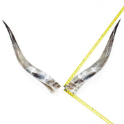 31–35" Taupe & Gray Polished Cow Horn Pairs – Choose Your Exact Pair, 10 | The Leather Guy