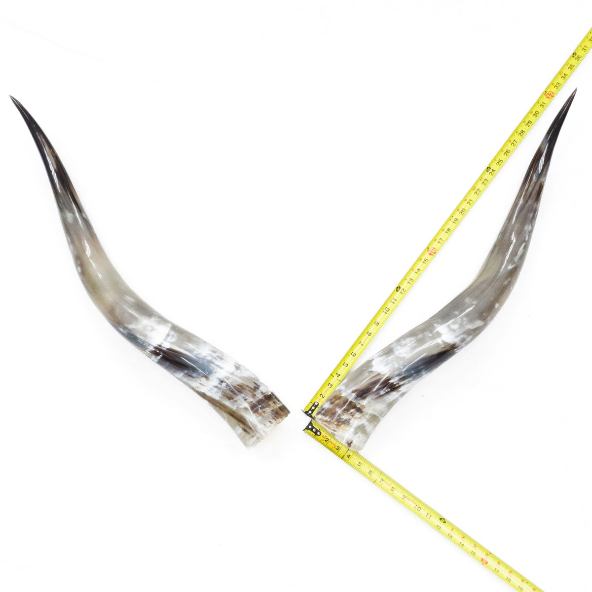 31–35" Taupe & Gray Polished Cow Horn Pairs – Choose Your Exact Pair, 10 | The Leather Guy
