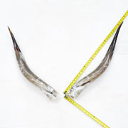 31–35" Taupe & Gray Polished Cow Horn Pairs – Choose Your Exact Pair, 11 | The Leather Guy