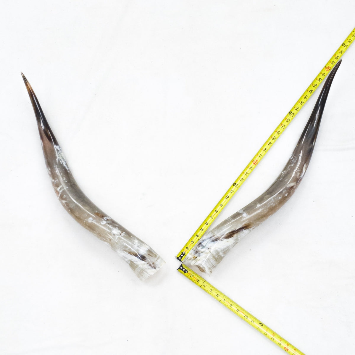 31–35" Taupe & Gray Polished Cow Horn Pairs – Choose Your Exact Pair, 11 | The Leather Guy