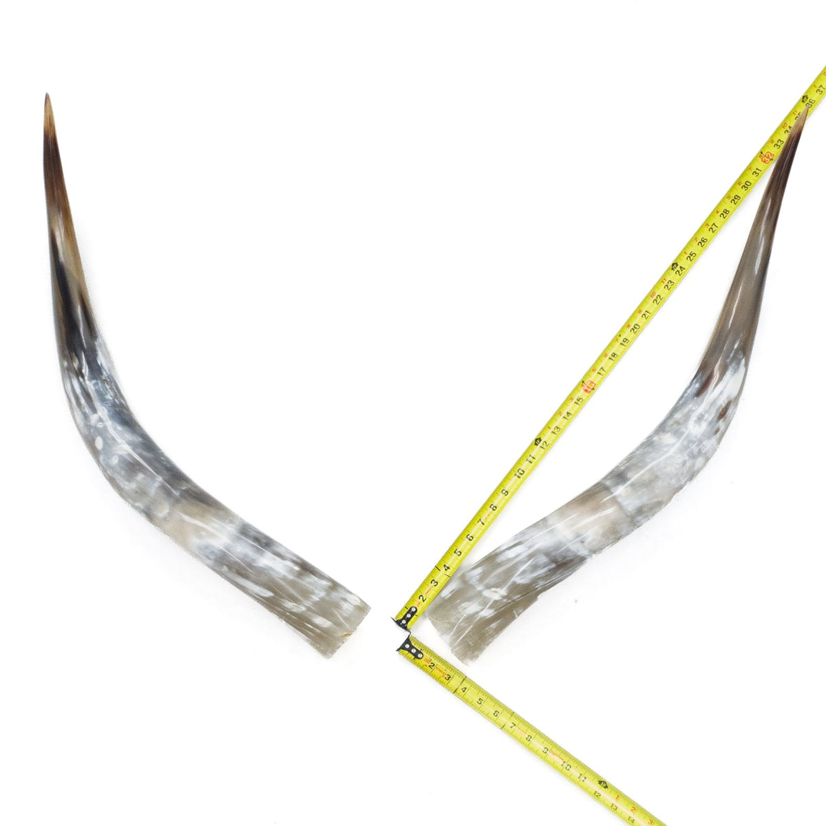 31–35" Taupe & Gray Polished Cow Horn Pairs – Choose Your Exact Pair, 12 | The Leather Guy