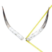 31–35" Taupe & Gray Polished Cow Horn Pairs – Choose Your Exact Pair, 13 | The Leather Guy