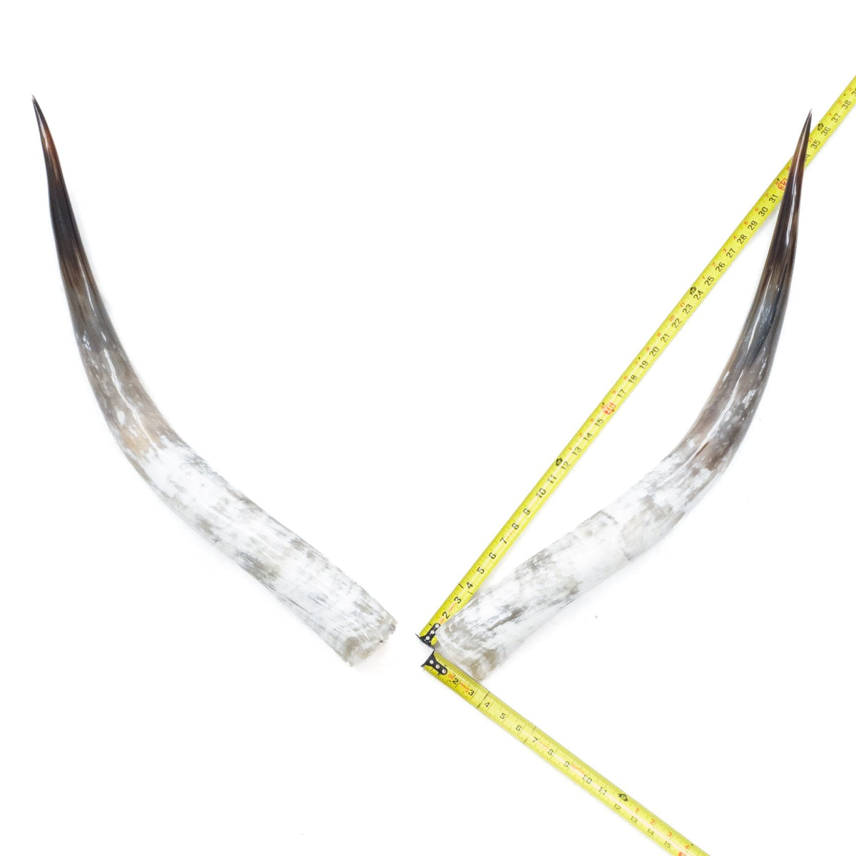 31–35" Taupe & Gray Polished Cow Horn Pairs – Choose Your Exact Pair, 13 | The Leather Guy