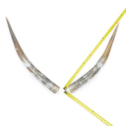 31–35" Taupe & Gray Polished Cow Horn Pairs – Choose Your Exact Pair, 14 | The Leather Guy