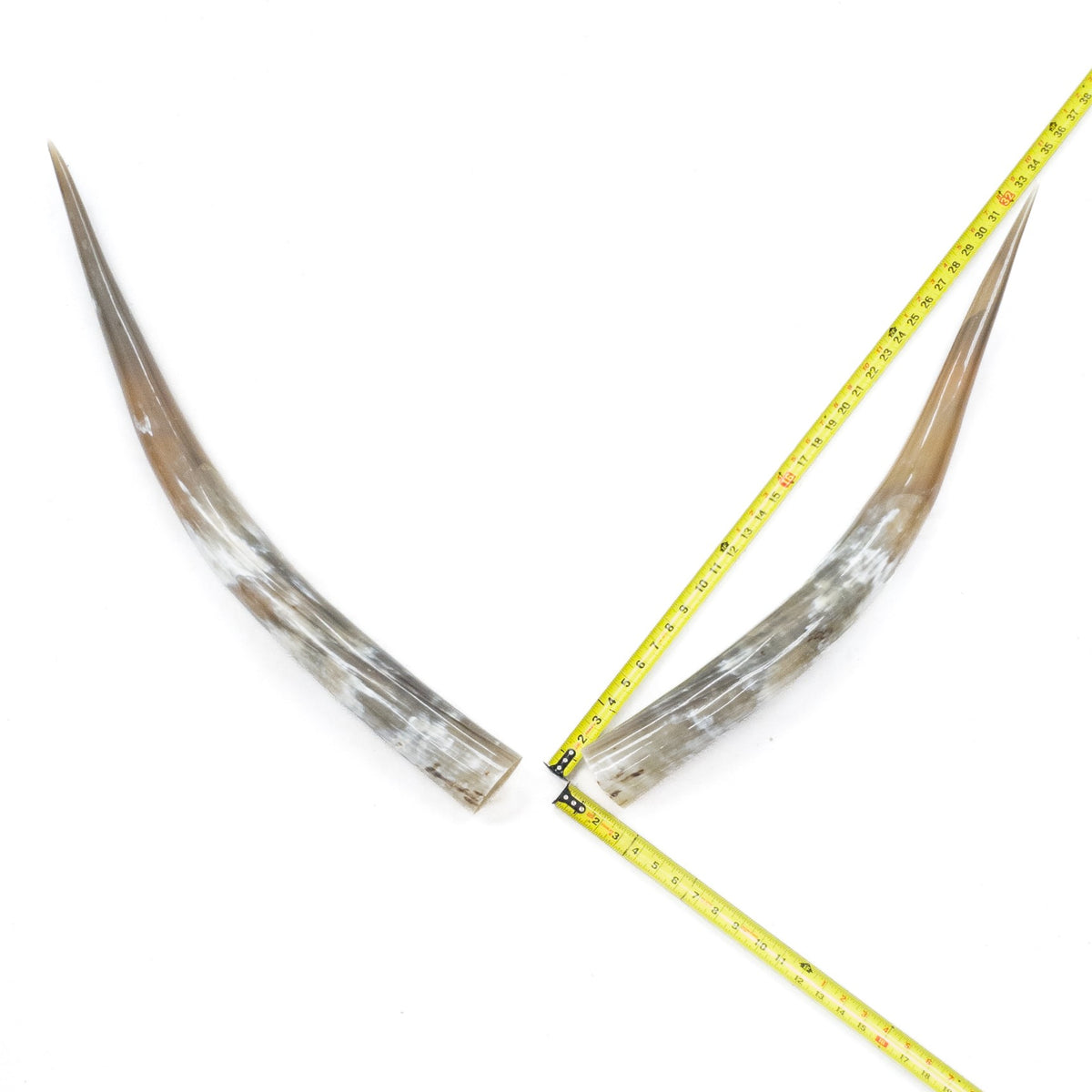31–35" Taupe & Gray Polished Cow Horn Pairs – Choose Your Exact Pair, 14 | The Leather Guy