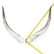 31–35" Taupe & Gray Polished Cow Horn Pairs – Choose Your Exact Pair, 15 | The Leather Guy