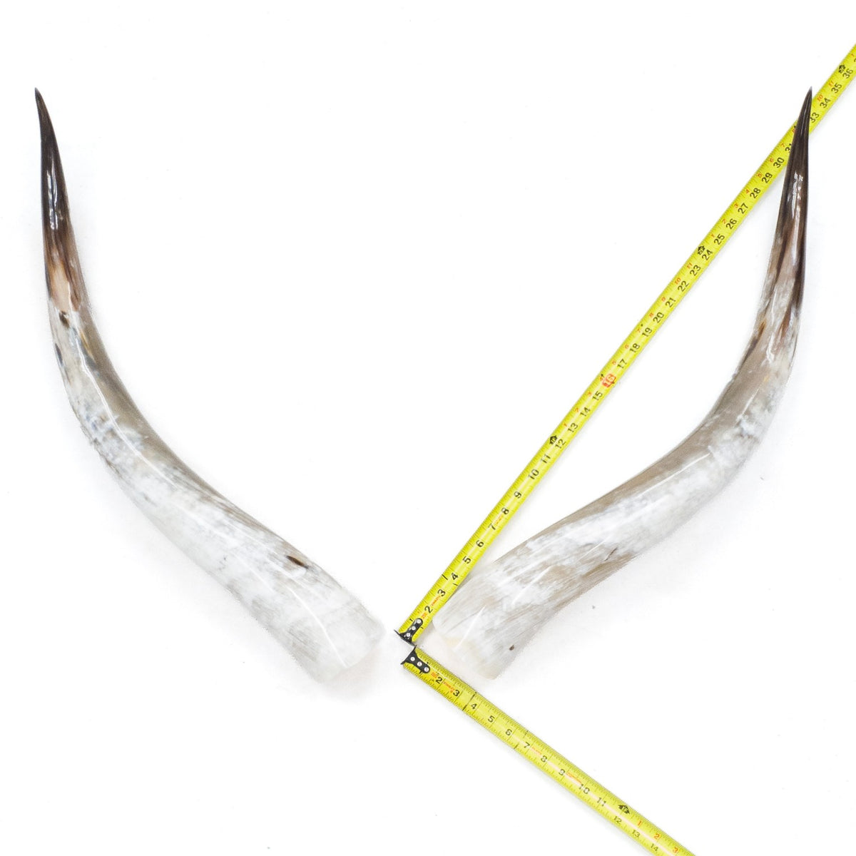 31–35" Taupe & Gray Polished Cow Horn Pairs – Choose Your Exact Pair, 15 | The Leather Guy
