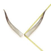 31–35" Taupe & Gray Polished Cow Horn Pairs – Choose Your Exact Pair, 2 | The Leather Guy