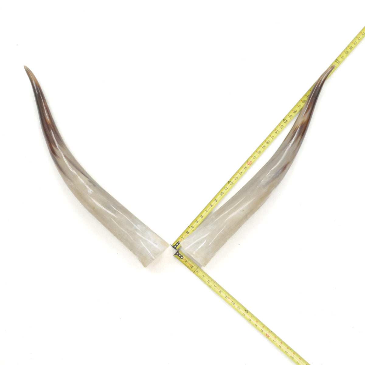 31–35" Taupe & Gray Polished Cow Horn Pairs – Choose Your Exact Pair, 2 | The Leather Guy