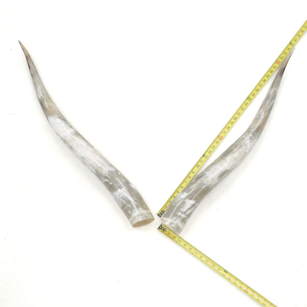 31–35" Taupe & Gray Polished Cow Horn Pairs – Choose Your Exact Pair, 3 | The Leather Guy
