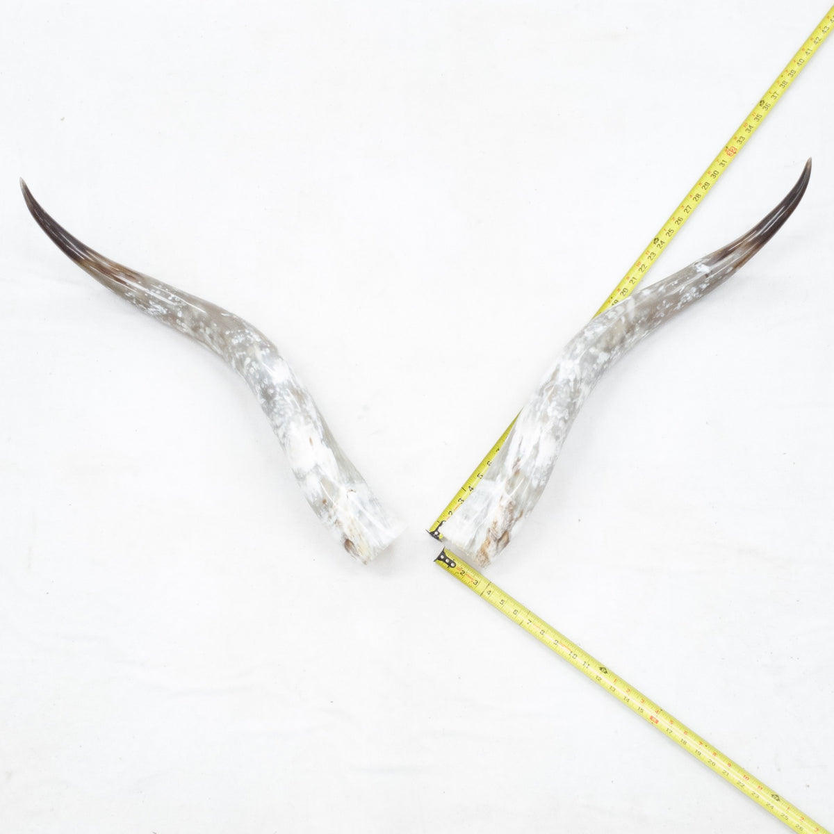 31–35" Taupe & Gray Polished Cow Horn Pairs – Choose Your Exact Pair, 4 | The Leather Guy