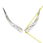 31–35" Taupe & Gray Polished Cow Horn Pairs – Choose Your Exact Pair, 5 | The Leather Guy