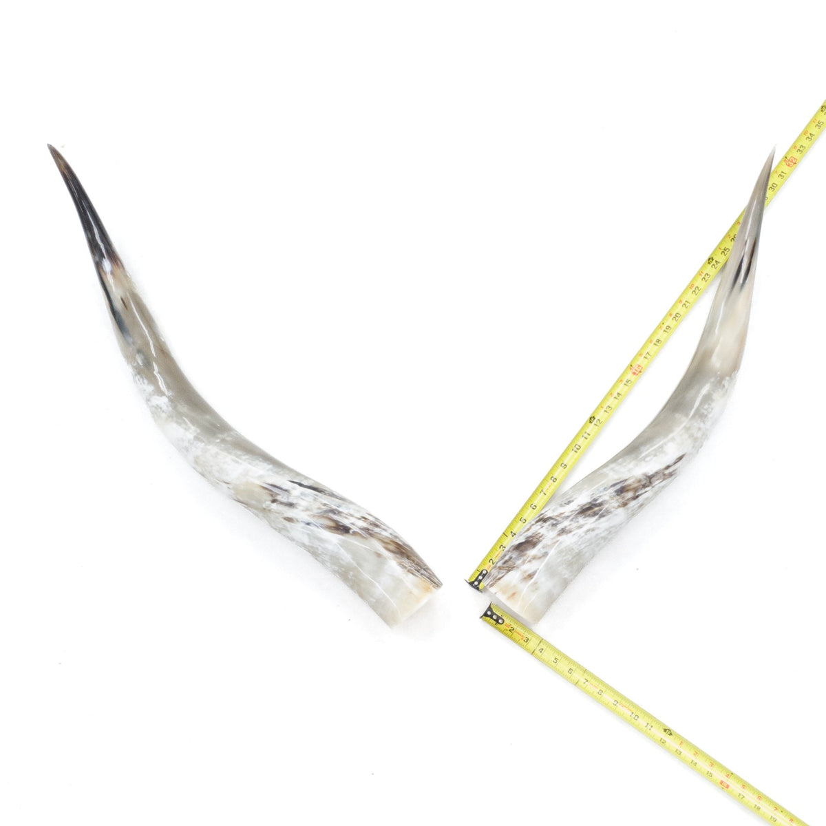 31–35" Taupe & Gray Polished Cow Horn Pairs – Choose Your Exact Pair, 5 | The Leather Guy