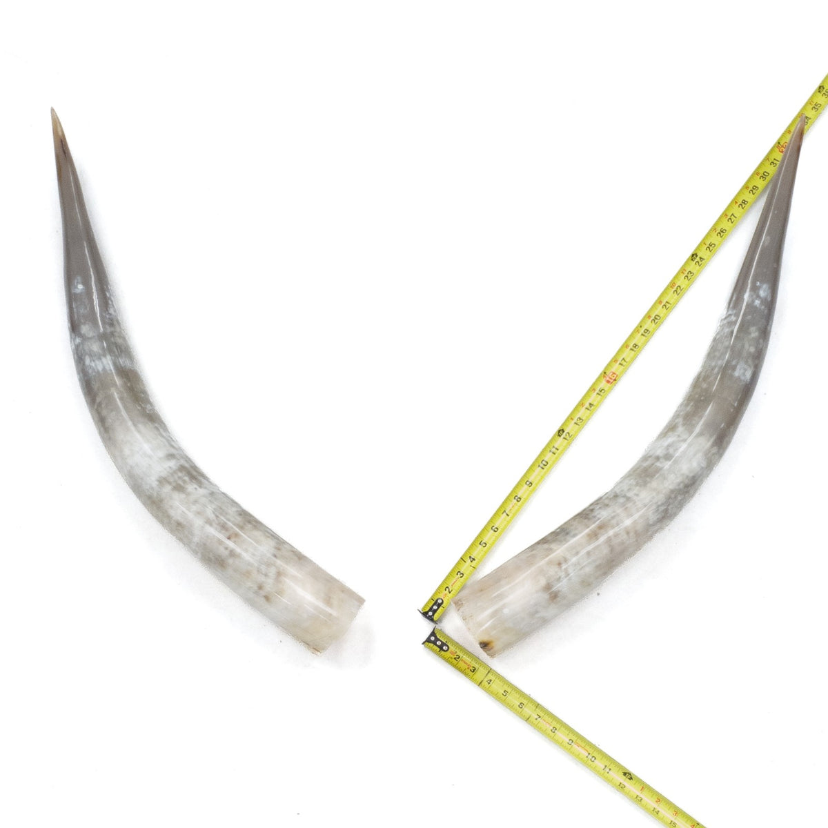 31–35" Taupe & Gray Polished Cow Horn Pairs – Choose Your Exact Pair, 6 | The Leather Guy