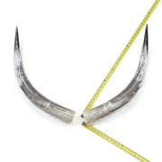 31–35" Taupe & Gray Polished Cow Horn Pairs – Choose Your Exact Pair, 7 | The Leather Guy