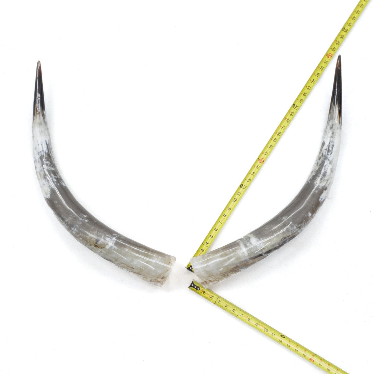 31–35" Taupe & Gray Polished Cow Horn Pairs – Choose Your Exact Pair, 7 | The Leather Guy