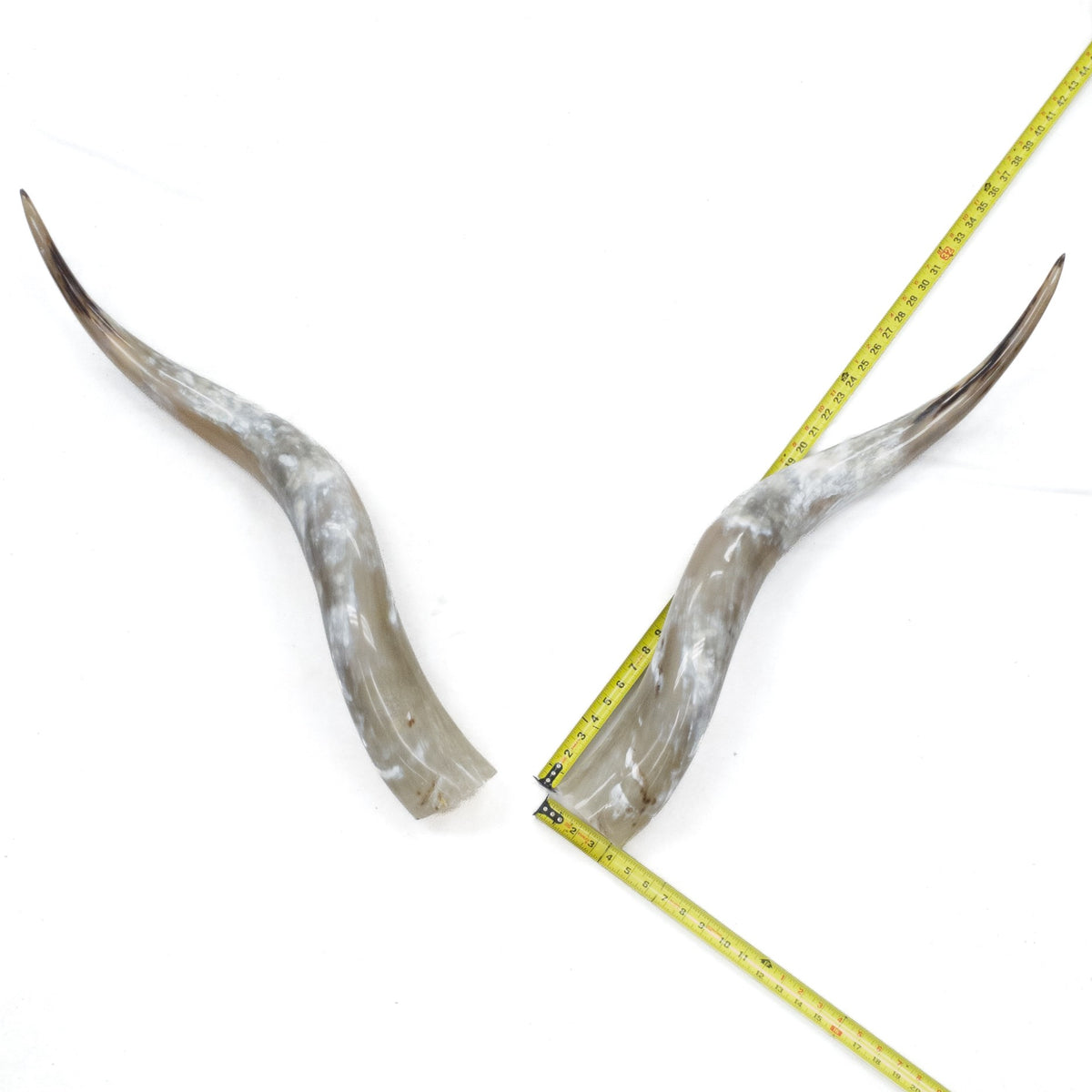 31–35" Taupe & Gray Polished Cow Horn Pairs – Choose Your Exact Pair, 8 | The Leather Guy