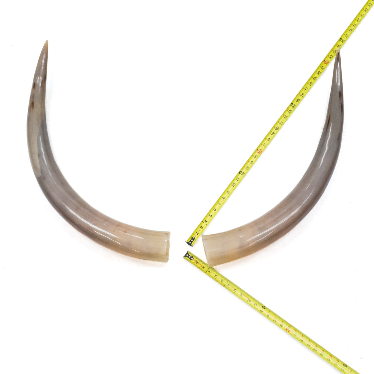 31–35" Taupe & Gray Polished Cow Horn Pairs – Choose Your Exact Pair, 9 | The Leather Guy