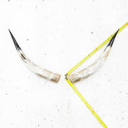 24" - 30" Pairs, Taupe and Grey, Polished Cow Horns, 4 | The Leather Guy