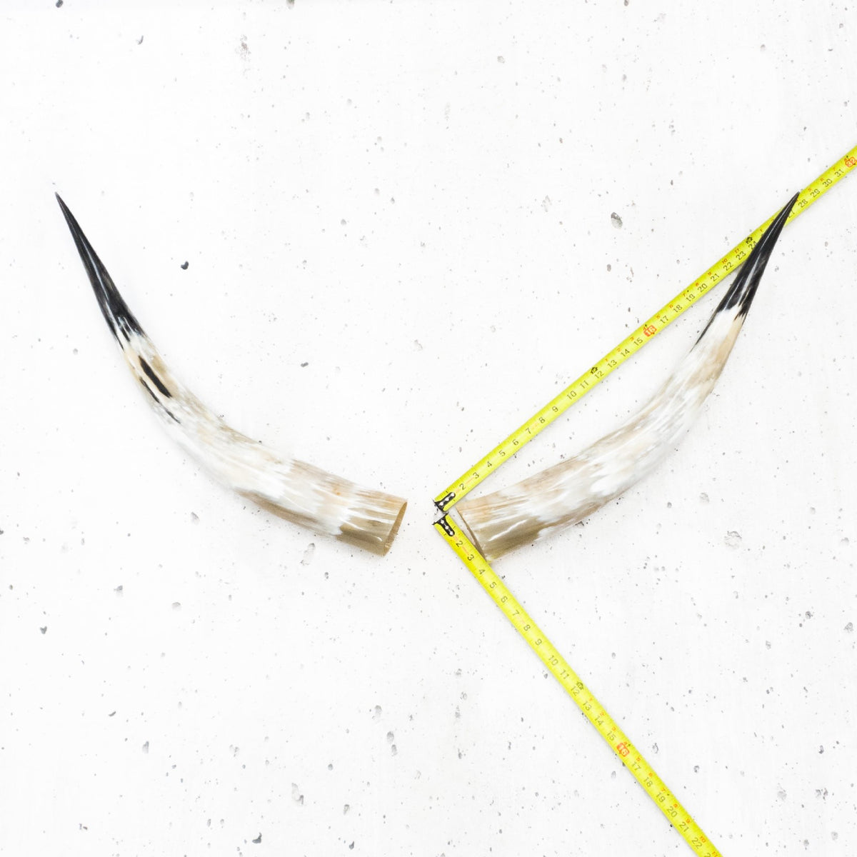 24" - 30" Pairs, Taupe and Grey, Polished Cow Horns, 4 | The Leather Guy