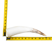 10" - 12" Single Polished Cow Horns, 2 (12") | The Leather Guy