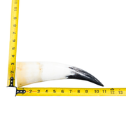 10" - 12" Single Polished Cow Horns, 3 (11") | The Leather Guy