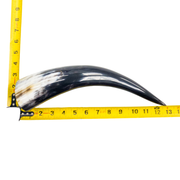 10" - 12" Single Polished Cow Horns, 6 (11") | The Leather Guy